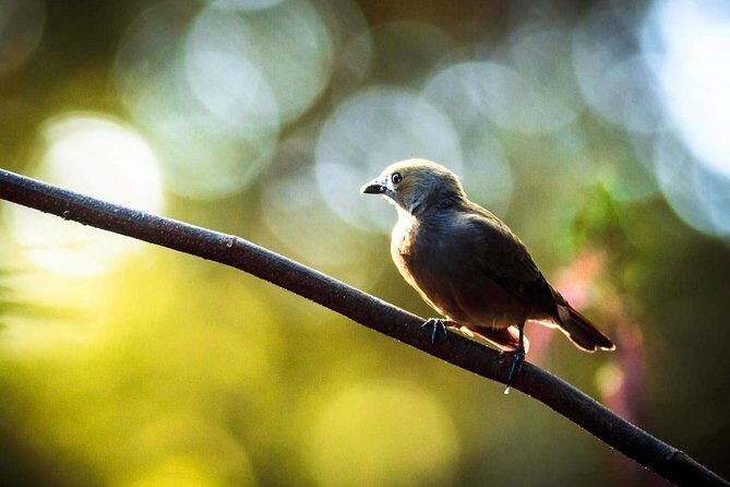 Bird watching Tour in La Fortuna - FAQ