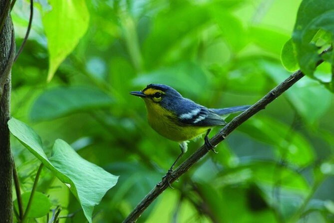 Bird Watching Tour in St Lucia - An In-Depth Look at the Bird Watching Tour in St. Lucia