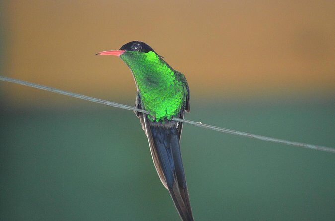 Bird Watching Tour in St Lucia - FAQ