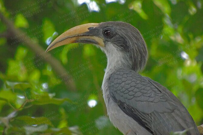 Bird Watching Tours in Sinharaja Rain Forest - Why Choose This Tour?