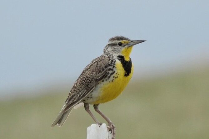 Bird Watching Walking Tour - Who Will Appreciate This Tour?