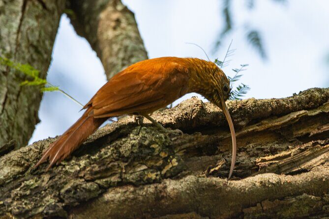 Birding and Nature Chaco Tour - An In-Depth Look at the Birding and Nature Chaco Tour