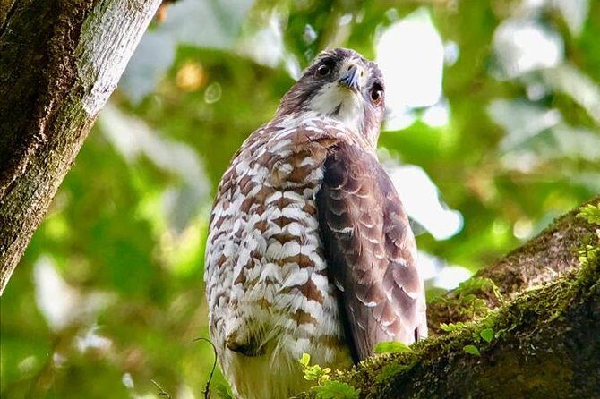 Birding at El Rey. (Marshes,rice fields,canals) Private Birding Tour - Discovering Birding at El Rey: A Guide to Costa Rica’s Feathered Treasures