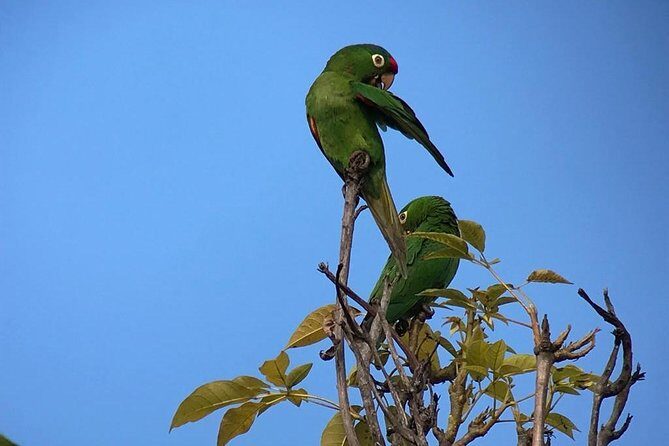 Birding at El Rey. (Marshes,rice fields,canals) Private Birding Tour - Frequently Asked Questions