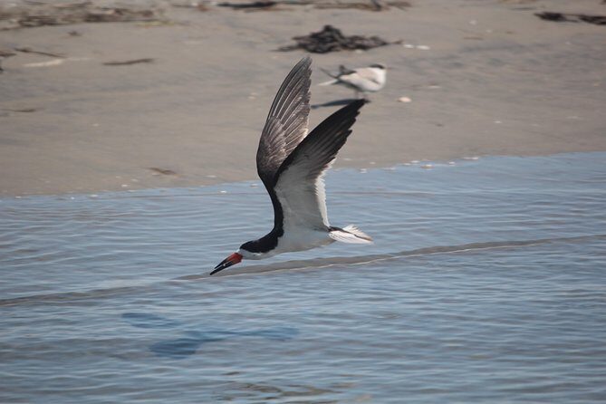 Birding By Boat on the Osprey - A Detailed Look at Birding By Boat on the Osprey