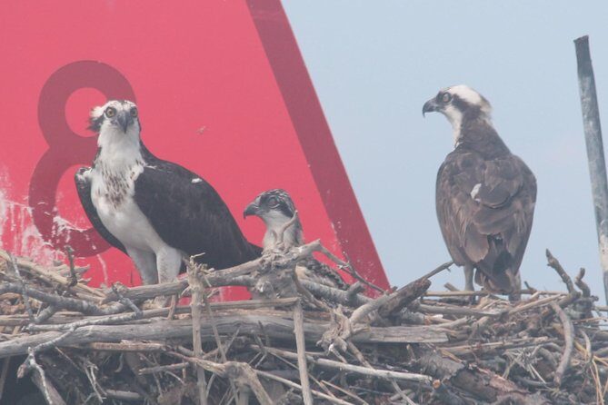 Birding By Boat on the Osprey - Who Should Consider This Tour?