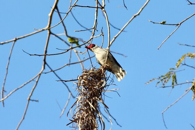 Birding for beginners - Quick Overview: What’s Birding for Beginners in Sayulita?