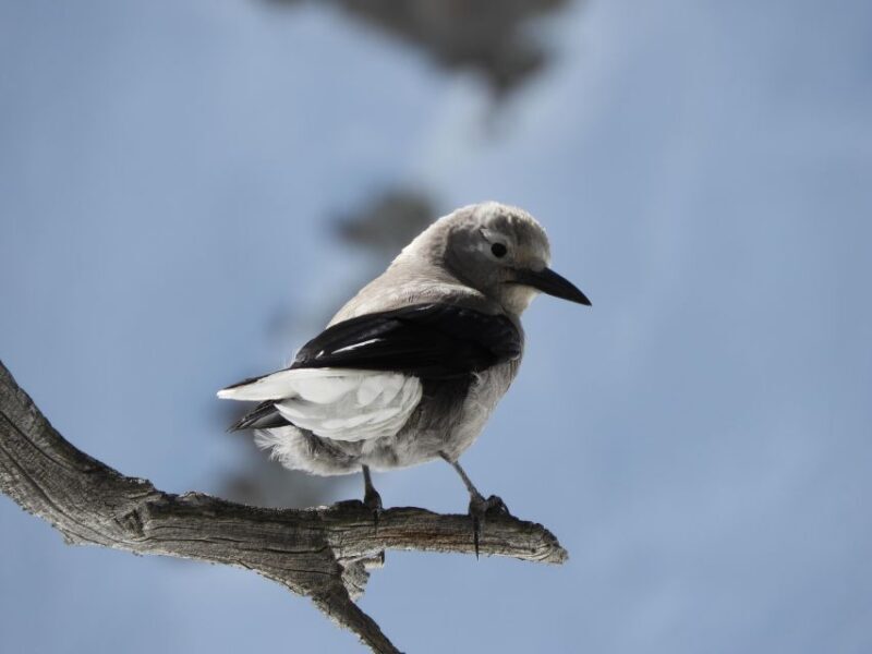 Birding Hike and Hot Spring Soak from Denver - Birding Hike and Hot Spring Soak from Denver: A Journey into Colorado’s Natural Beauty