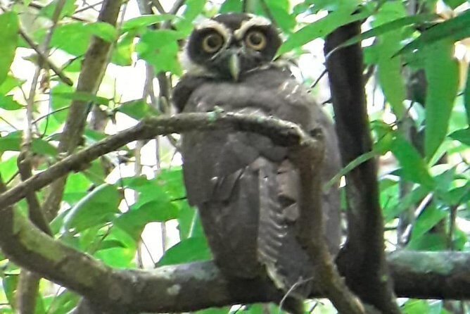 Birding in the Rainforest - Key Points