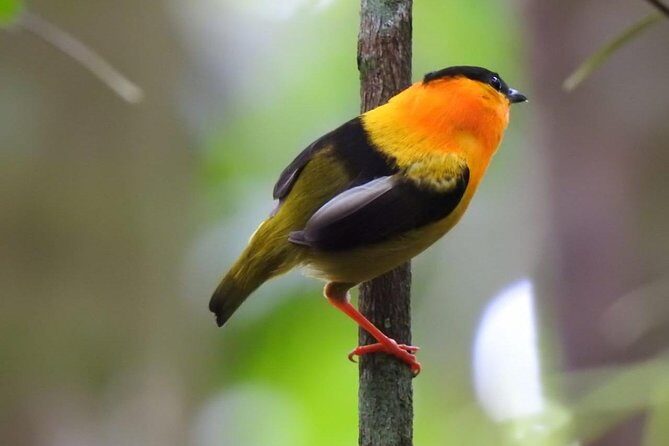 Birding in the Rainforest - Key Points