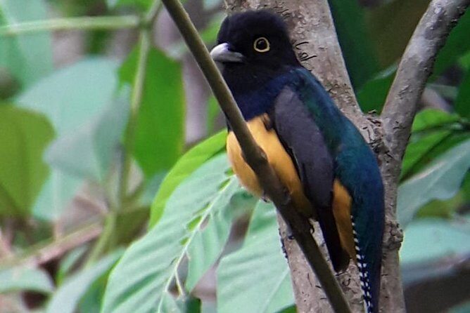 Birding in the Rainforest - Who Should Book This Tour?