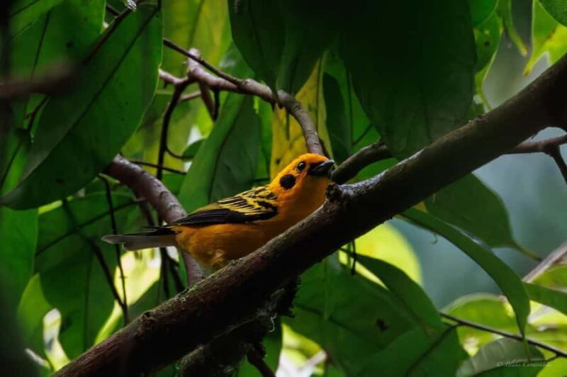 Birding Medellin with expert bird-watcher (Private) - Exploring the Birding Experience Near Medellín