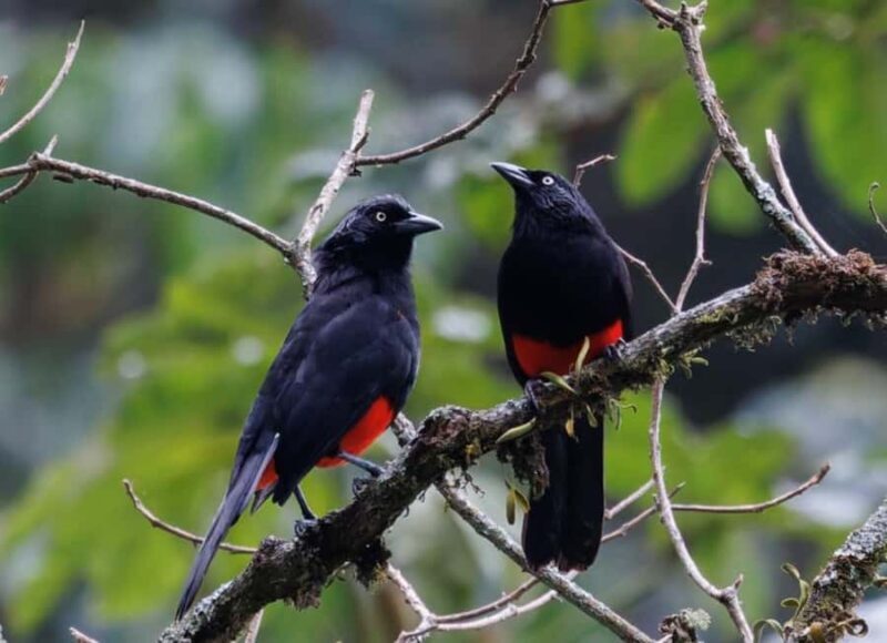 Birding Medellin with expert bird-watcher (Private) - Who Would Love This Tour?