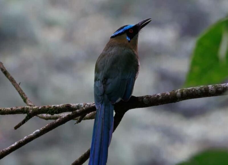 Birding Medellin with expert bird-watcher (Private) - Final Words