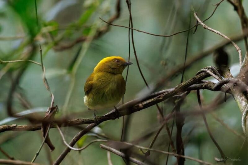 Birding Medellin with expert bird-watcher (Private) - FAQ