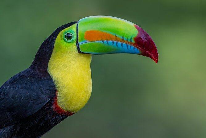 Birding Metropolitan Natural Park - Key Points