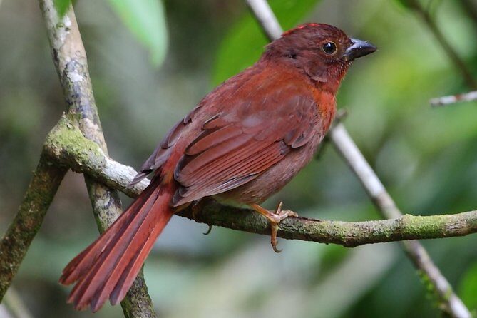 Birding Metropolitan Natural Park - Exploring the Heart of Panamas Birding Scene