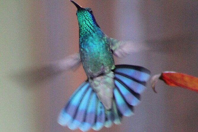 Birding Metropolitan Natural Park - The Experience: What It’s Like in Practice