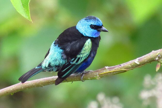 Birding & Nature to Chicaque Cloud Forest Nature Reserve - The Sum Up