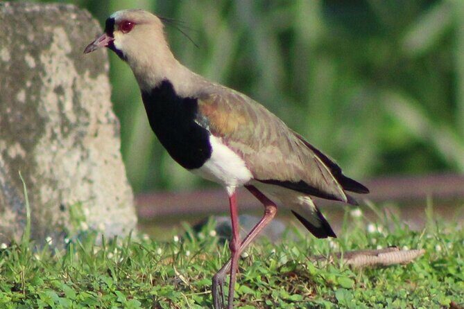 Birding Pipeline Road from Panama City or Gamboa - The Sum Up: Is It Worth It?