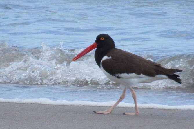 Birding Pipeline Road from Panama City or Gamboa - FAQs