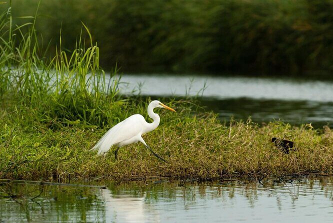 Birding San Jose Estuary Los Cabos Mexico - Key Points