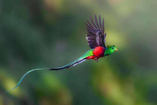 Birding the Monteverde Cloud Forest - Birding the Monteverde Cloud Forest: An Expert-Led Day Among the Birds