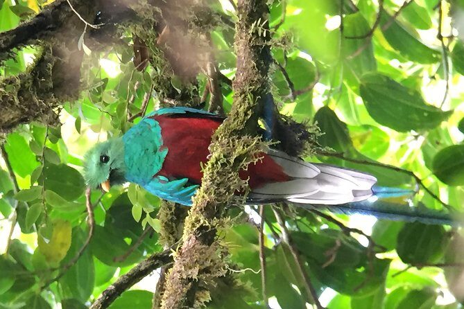 Birding tour Curi cancha - Starting the Day in Monteverde