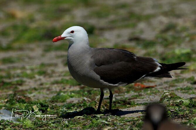 Birding Tour in La Paz Mexico - The Sum Up: Is This Tour Worth It?