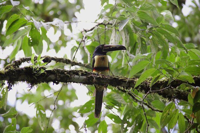 Birding Watching tour from San José - The Sum Up