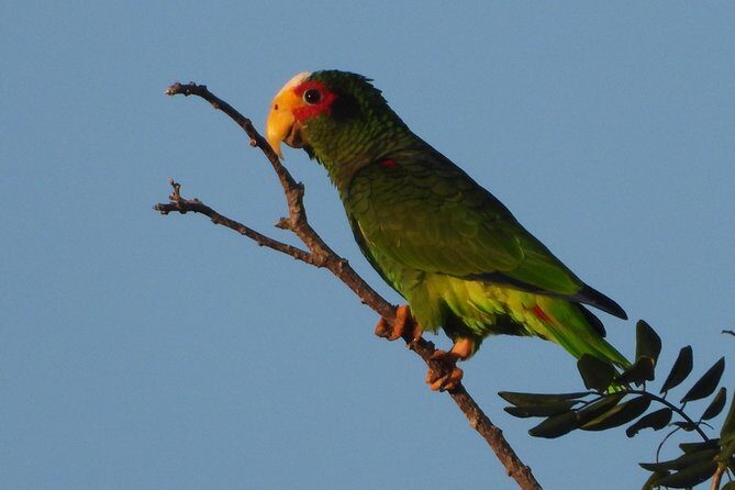 Birds of the Mayan World 1 - A Detailed Look at the Birds of the Mayan World 1 Tour