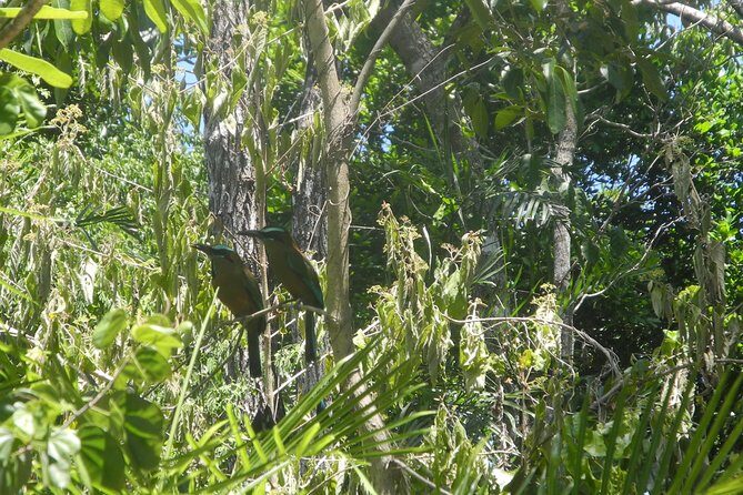 Birds of the Mayan World 2 / Route of the cenotes - The Itinerary Breakdown