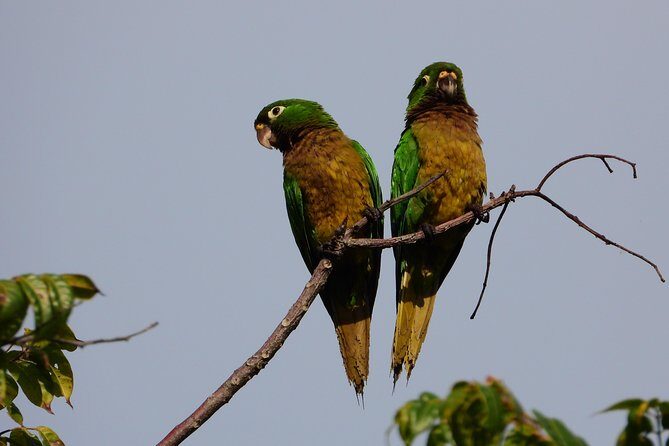 Birds of the Mayan World 3 - Exploring the Heart of the Mayan Jungle with Birds