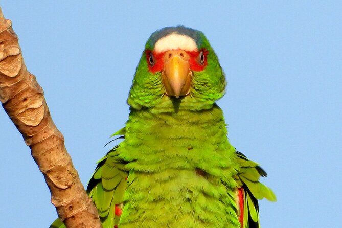 Birds of the Mayan World 3 - Final Thoughts: A Birding Journey to Remember