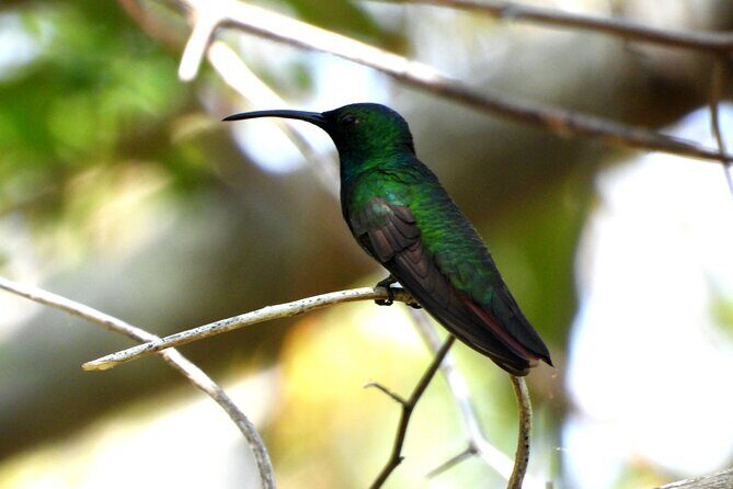 Birds of the Mayan World 3 - Frequently Asked Questions