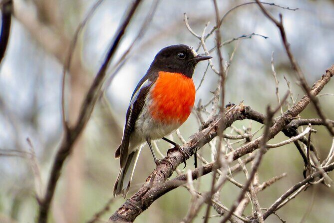 Birds of Yarnbala - Birds of Yarnbala: An Up-Close Look at South Australian Birdlife
