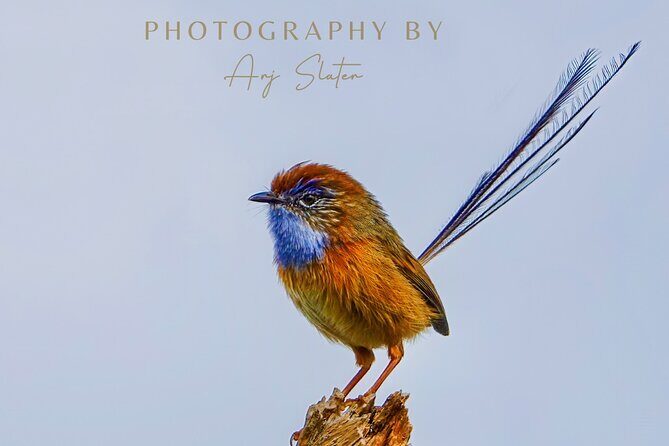 Birds of Yarnbala - Who Will Love This Tour?
