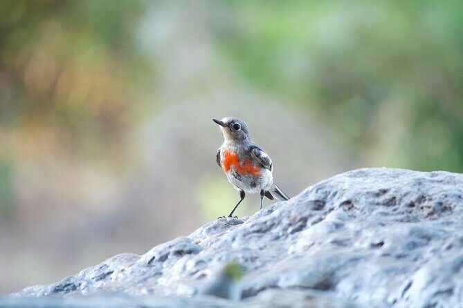 Birds of Yarnbala - The Sum Up: Is It Worth It?