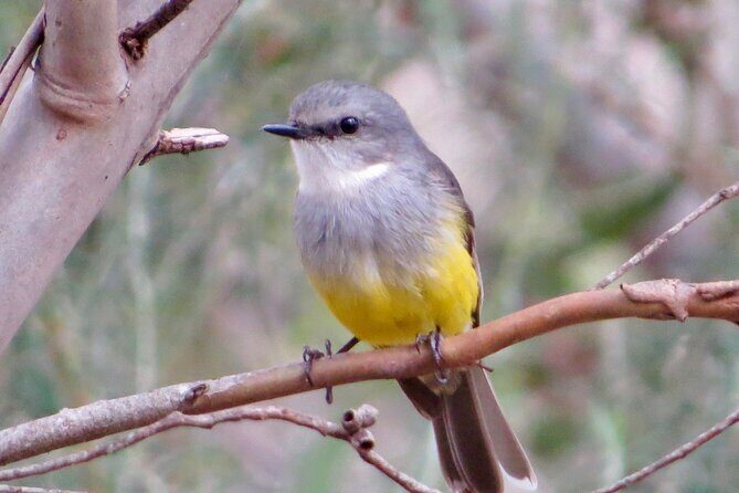 Birds of Yarnbala - Frequently Asked Questions