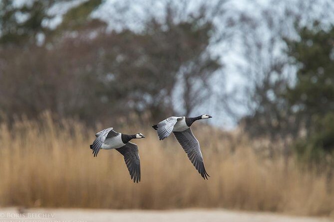 BIRDWATCH - Premium guided canoe tour at Cape Vente, Nemunas Delta Regional Park - An In-Depth Look at the Canoe Birdwatching Tour