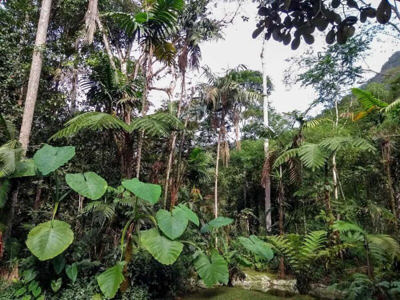 Birdwatching and Botany Tour at KM18 - Birdwatching and Botany Tour at KM18: A Nature Lover’s Dream in Cali