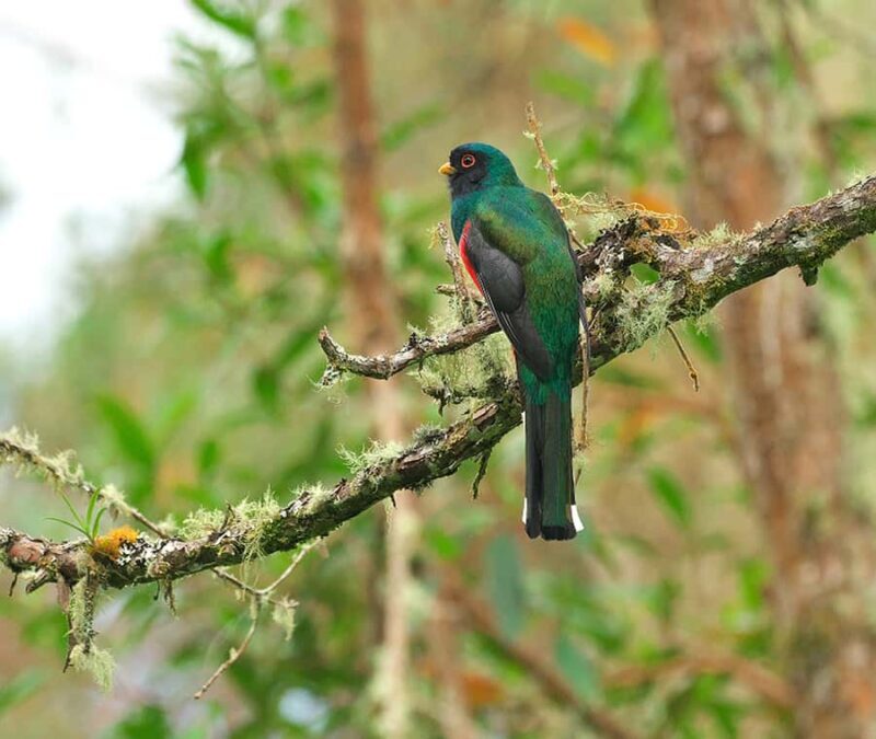Birdwatching and Botany Tour at KM18 - Key Points