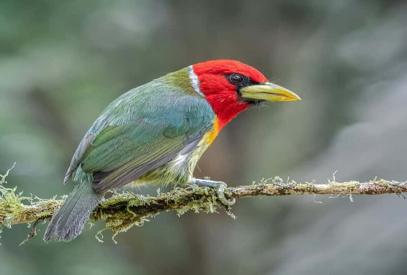 Birdwatching and Botany Tour at KM18 - What Makes This Tour Stand Out