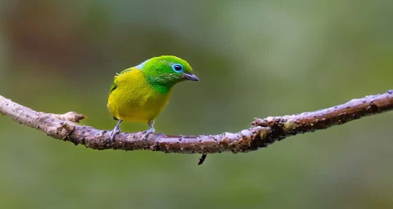 Birdwatching and Botany Tour at KM18 - FAQs