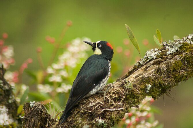 Birdwatching and Coffee Tour in Salento - Key Points