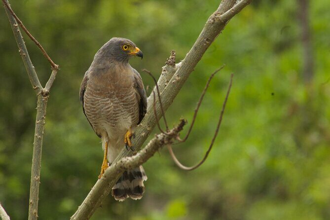 Birdwatching and Coffee Tour in Salento - The Sum Up