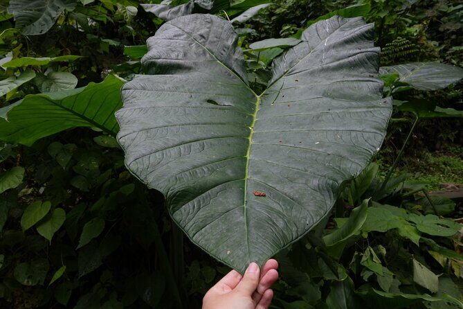 Birdwatching and Scenic Trail - Final Thoughts