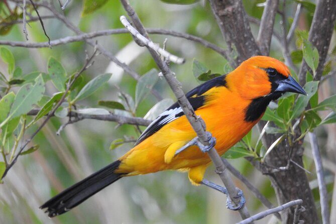 Birdwatching around Merida and coastline - Final thoughts