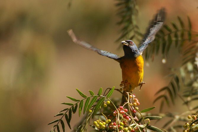 Birdwatching at Huacarpay Wetland in Cusco - Key Points