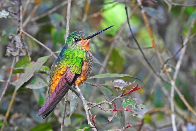 Birdwatching at Monserrate Bogotá 4H - Birdwatching at Monserrate Bogotá 4H: A Natural Escape in the Heart of the City